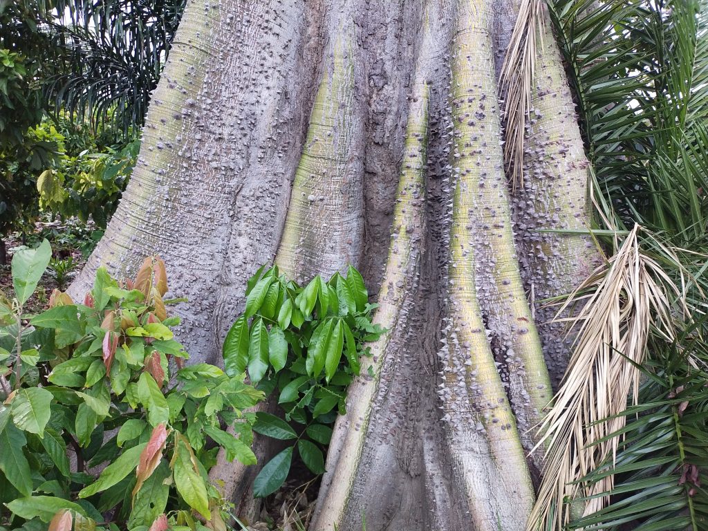 Buttress root tree (West Africa)