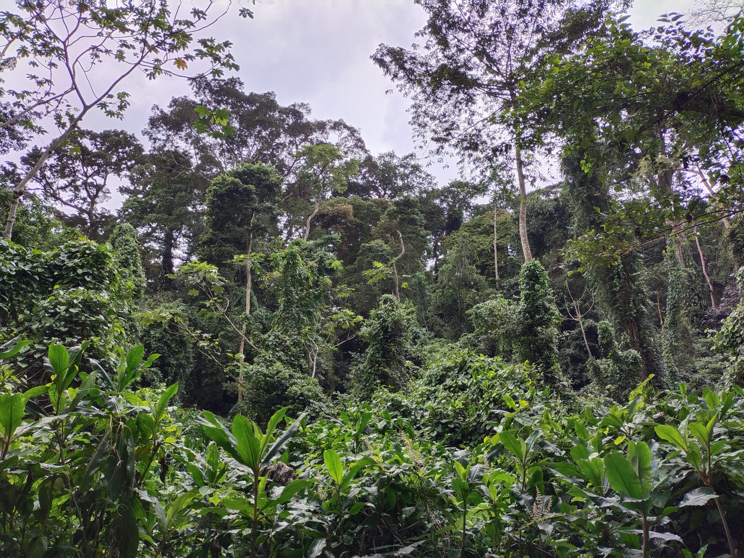 Tropical humid forest in West Africa